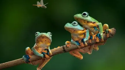 Frog ca un om Frog ca un om
