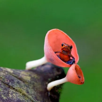 Frog ca un om Frog ca un om