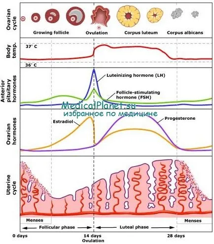 Care este faza de secreție endometriale