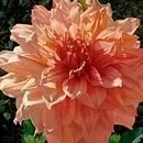 Kanzashi dalii master-class