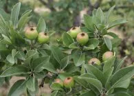 flori de pere