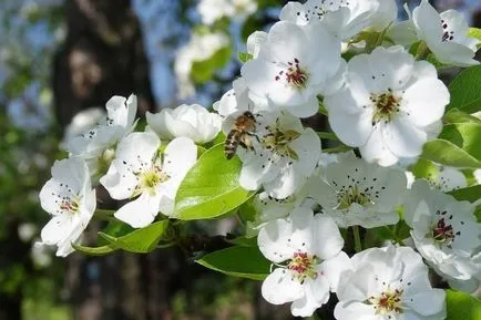 flori de pere