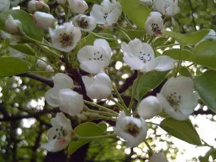 flori de pere