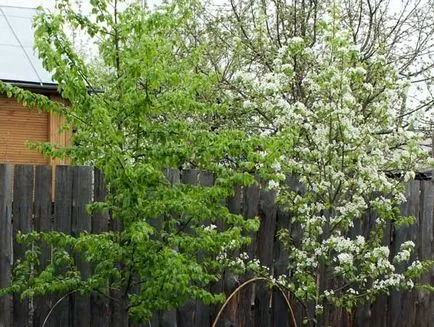 flori de pere