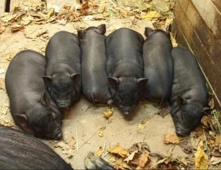 Ceea ce se face de la porci
