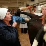 Ca vaca inseminate Ca vaca inseminate