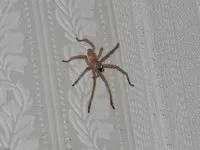 Cum de a scăpa de pânzele de păianjen Cum de a scăpa de pânzele de păianjen