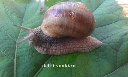 Articole despre pisici Articole despre pisici
