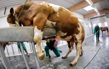 Ca vaca inseminate