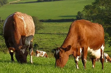 Ca vaca inseminate