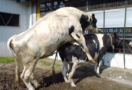 Ca vaca inseminate