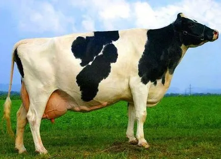 Ca vaca inseminate