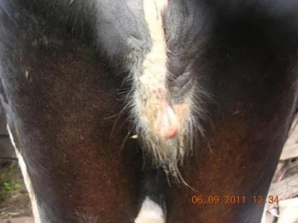 Ca vaca inseminate
