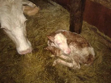 Ca vaca inseminate