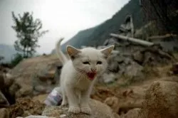 Cum să fie un cutremur Cum să fie un cutremur