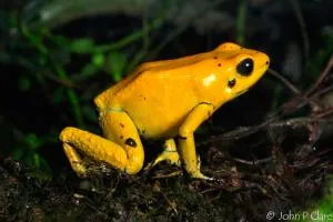 Frog ca un om