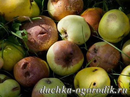 Gărgărița cum să lupte