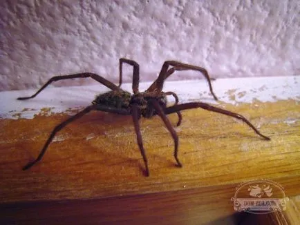 Cum de a scăpa de pânzele de păianjen Cum de a scăpa de pânzele de păianjen
