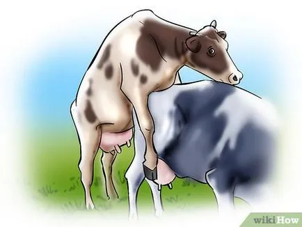 Ca vaca inseminate