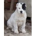 Ce ar trebui să fac în cazul în care whines puppy Ce ar trebui să fac în cazul în care whines puppy