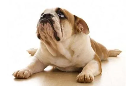 Ce ar trebui să fac în cazul în care whines puppy Ce ar trebui să fac în cazul în care whines puppy