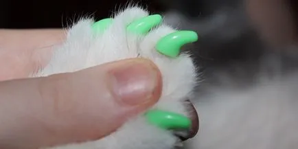 Ctrich cuie pisica