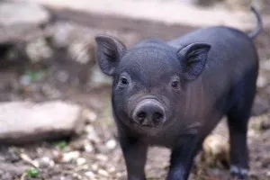 Cum de a alege un porc