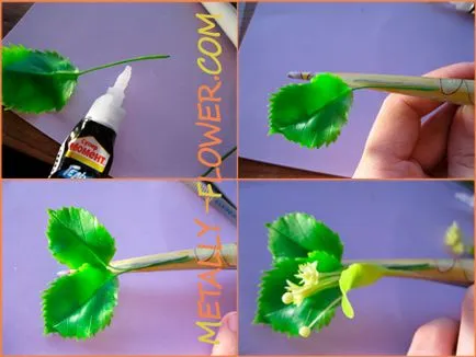 Cum de a stabili florile Cum de a stabili florile