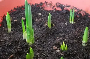 Cum să planteze lalele în primăvara