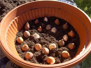 Cum să planteze lalele în primăvara