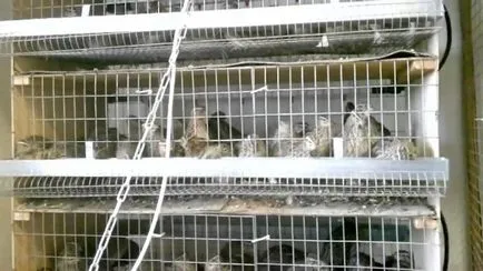 Prepelita într-o detenție acasă