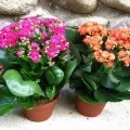 Cum să aibă grijă de cactusi acasă Cum să aibă grijă de cactusi acasă