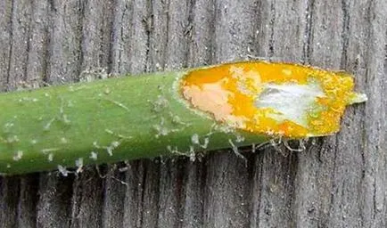 Cum de a aduce un mol Cum de a aduce un mol