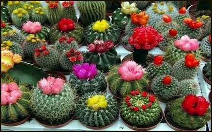 Cum să aibă grijă de cactusi acasă