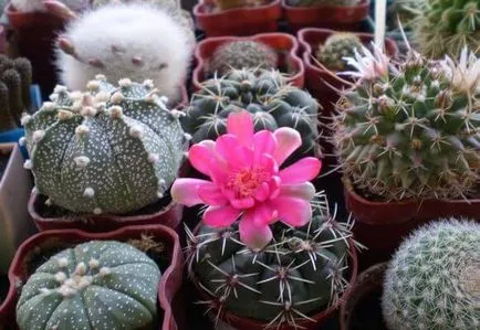 Cum să aibă grijă de cactusi acasă Cum să aibă grijă de cactusi acasă
