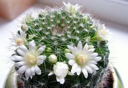 Cum să aibă grijă de cactusi acasă Cum să aibă grijă de cactusi acasă
