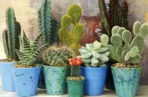 Cum să aibă grijă de cactusi acasă