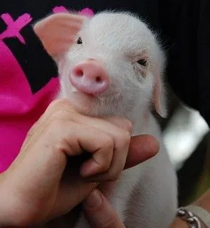 Cum de a alege un porc Cum de a alege un porc