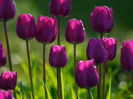 Cum să planteze lalele în primăvara Cum să planteze lalele în primăvara