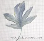 Cum de a stabili florile Cum de a stabili florile