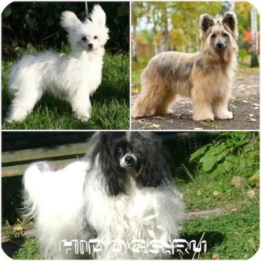 Cum să aibă grijă pentru chinezi Crested Cum să aibă grijă pentru chinezi Crested
