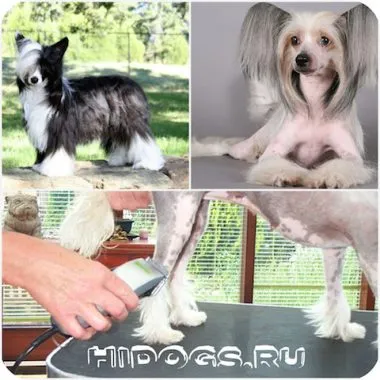 Cum să aibă grijă pentru chinezi Crested Cum să aibă grijă pentru chinezi Crested