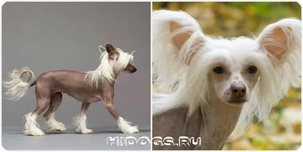 Cum să aibă grijă pentru chinezi Crested Cum să aibă grijă pentru chinezi Crested