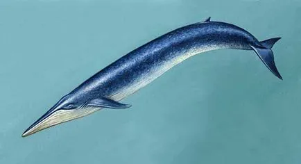 Că mânca balene