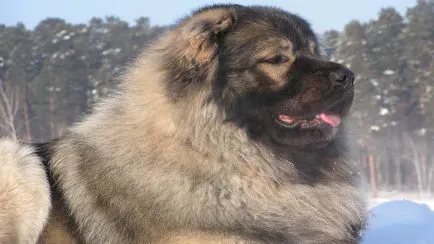 Ciobanesc caucazian fotografie câine
