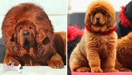 Ce numele câinelui Ce numele câinelui