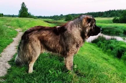 Ciobanesc caucazian fotografie câine