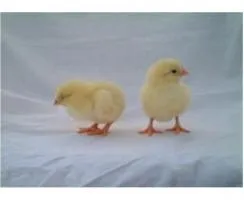 Ce să se hrănească puii primele zile de viață