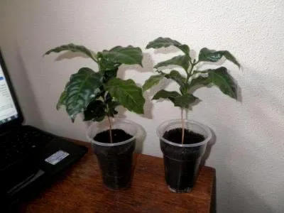 Cultivarea cafelei la domiciliu Cultivarea cafelei la domiciliu