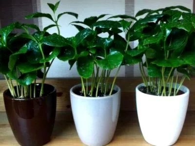 Cultivarea cafelei la domiciliu Cultivarea cafelei la domiciliu